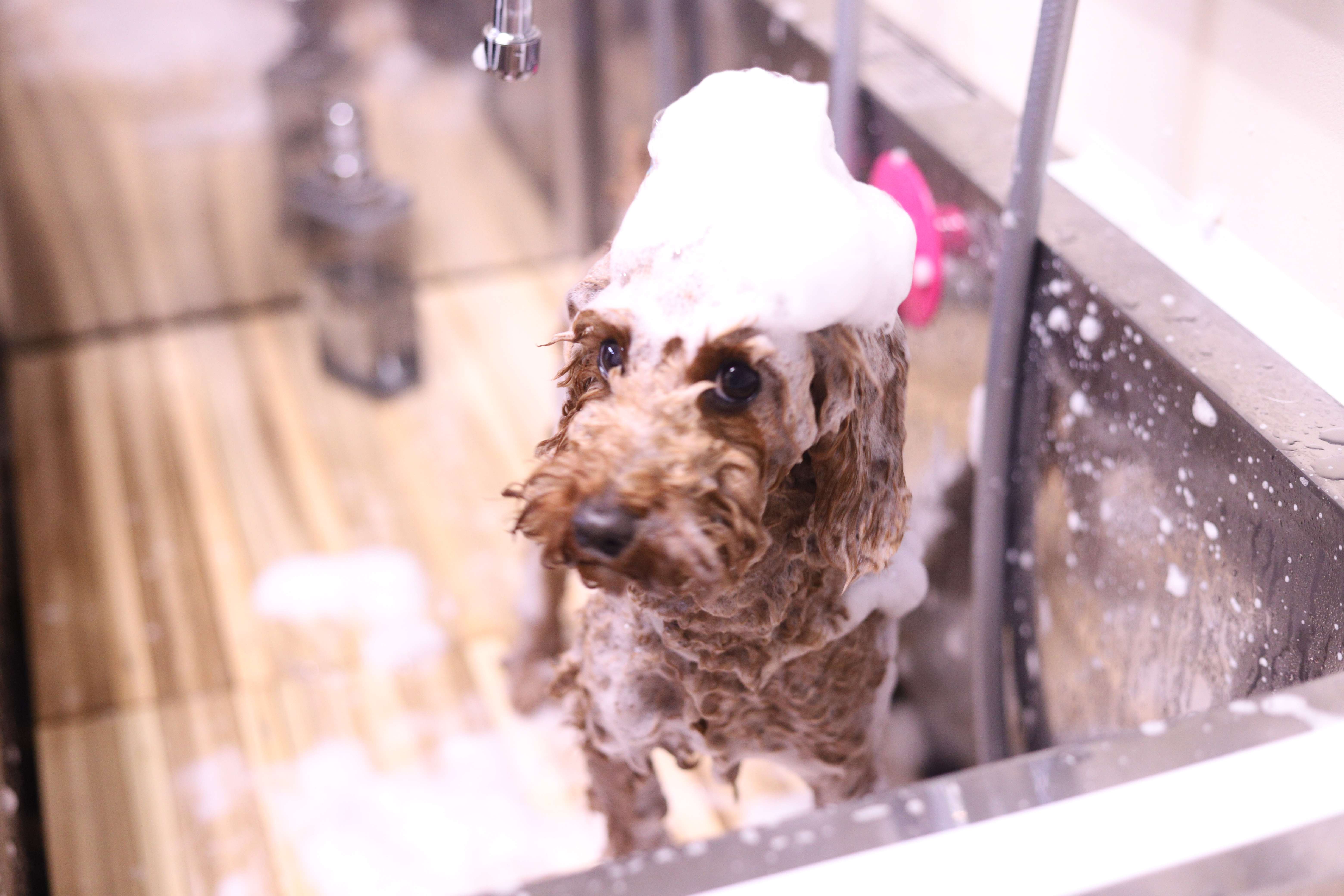 オプションサービス