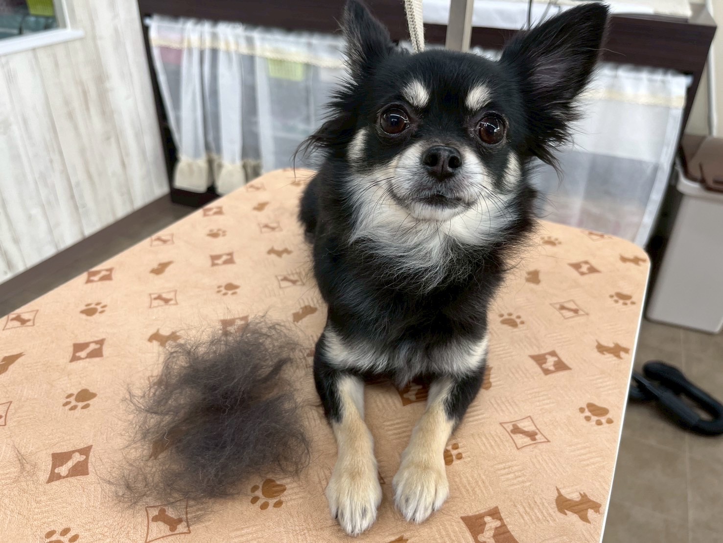 もふもふクリーニングコース