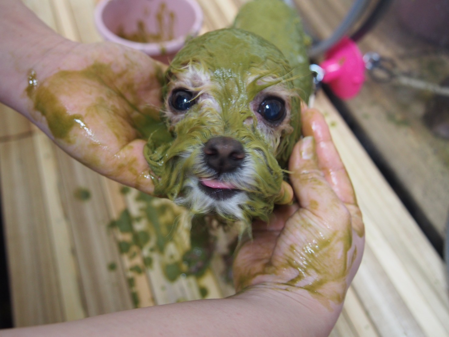 パック(三種類)